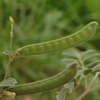 Tephrosia pumila (Lam.) Pers.